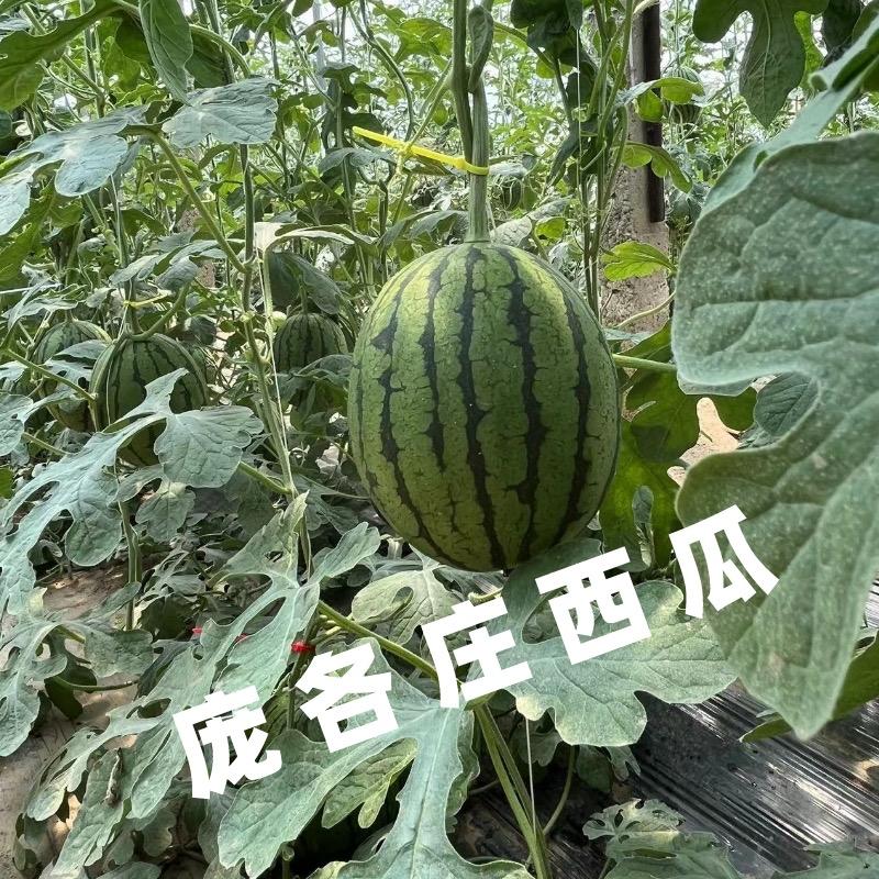 庞各庄经海西瓜