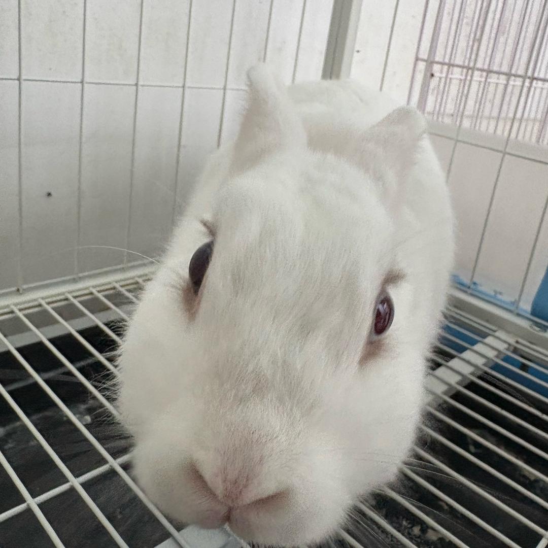 大耳朵图图🐶X、_从v/