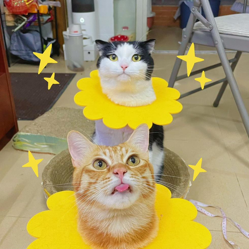 加加喵