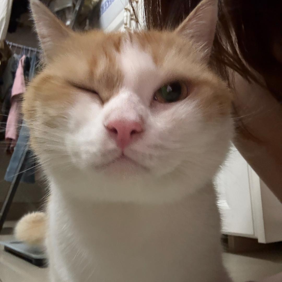 贪吃肥猫