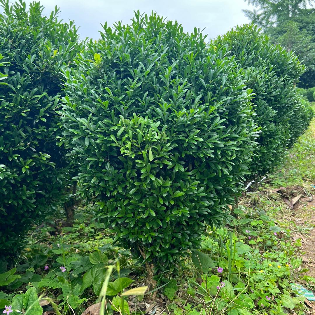 煜铭农场陈老弟苗木基地