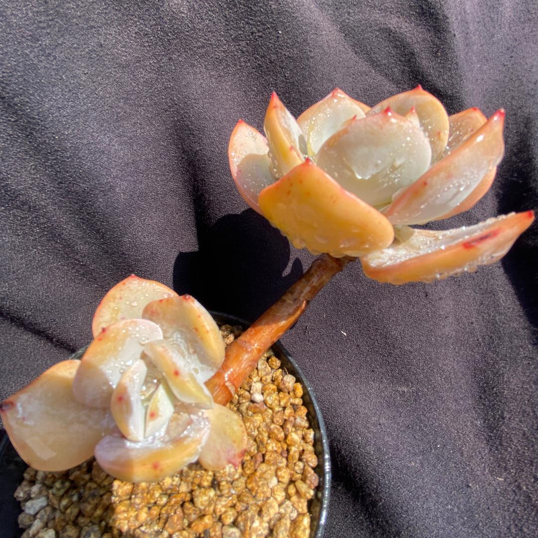 木浔与多肉