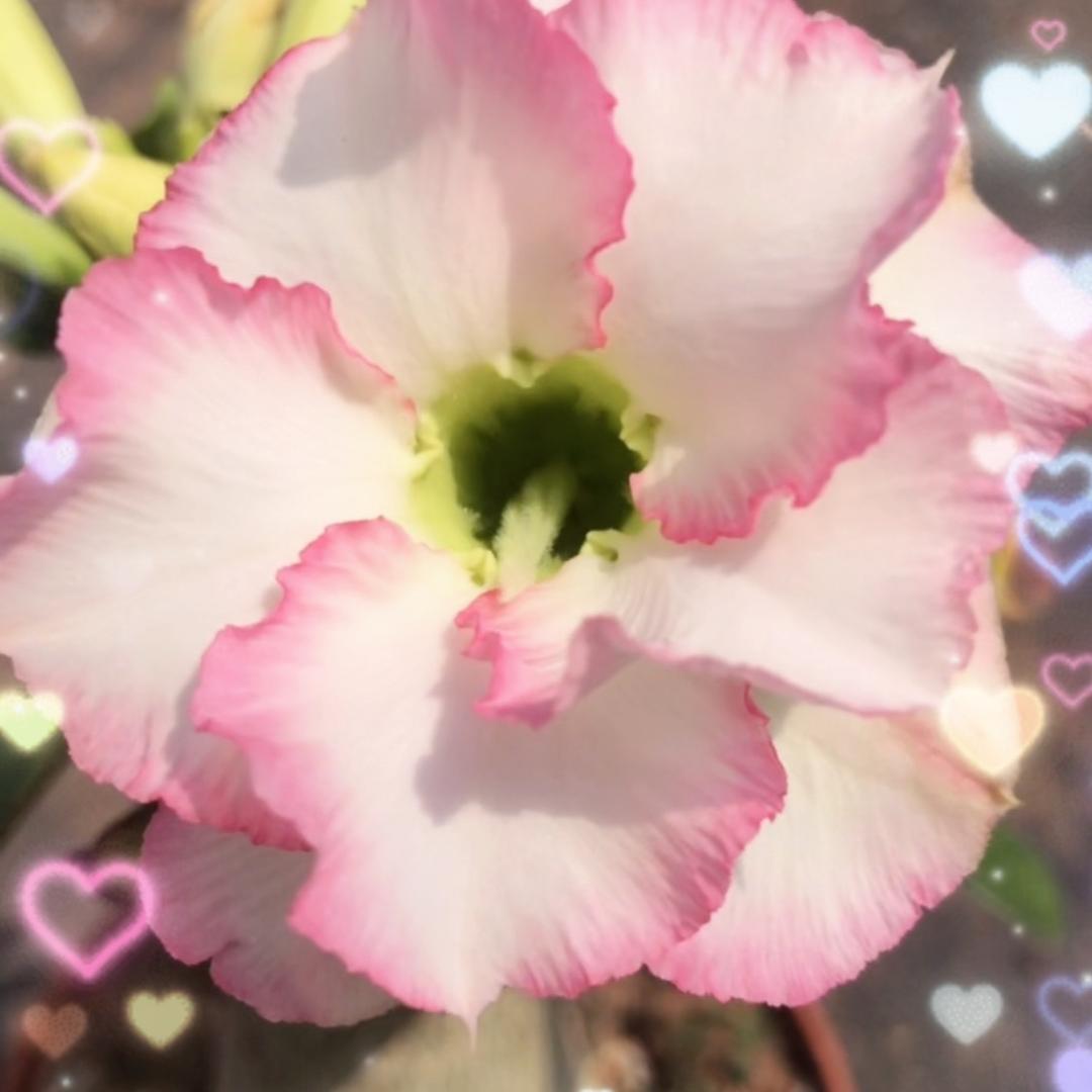 高新区九湖初心园艺场