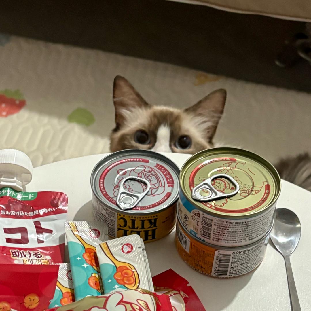 小猫成长记