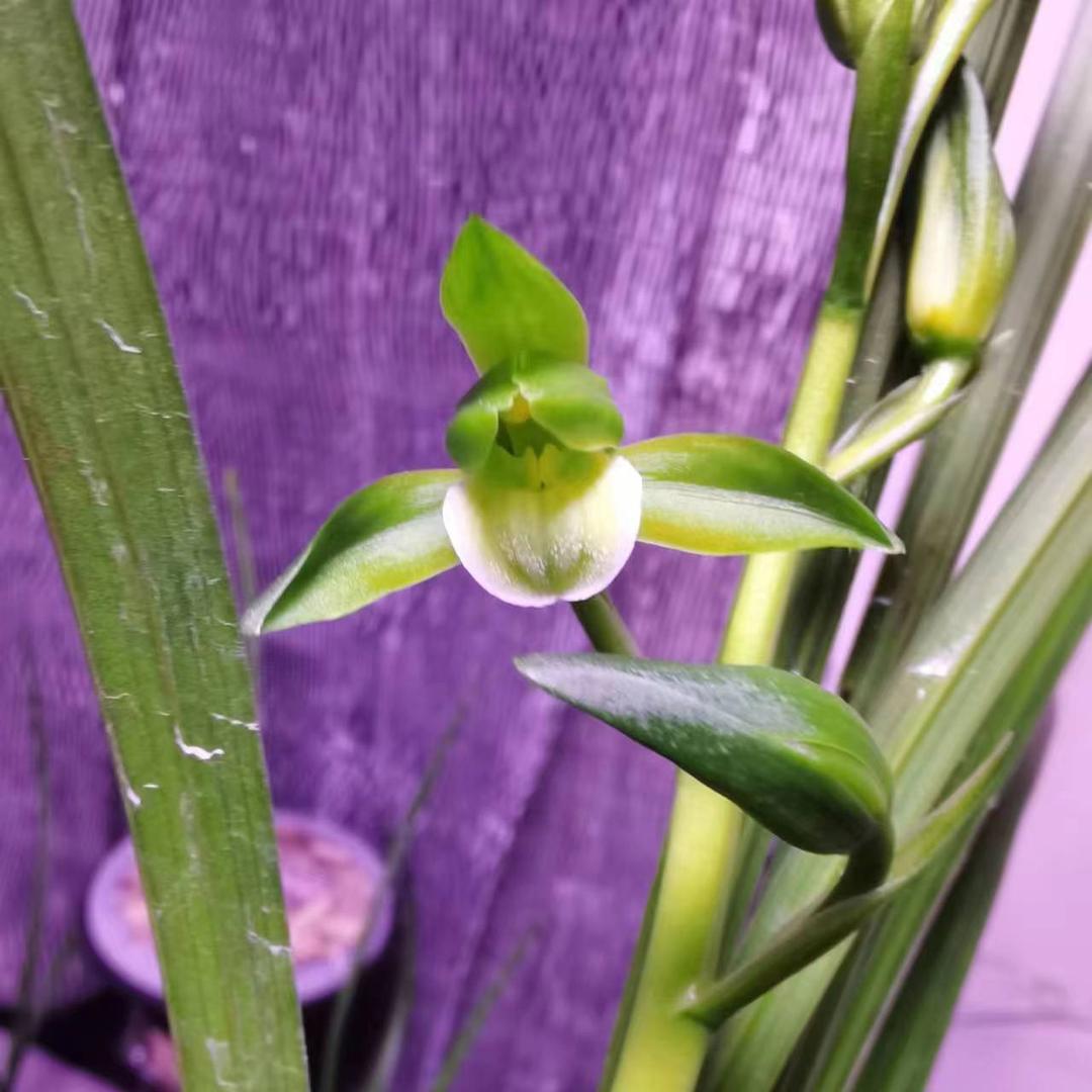 李菲儿花卉园艺精选铺