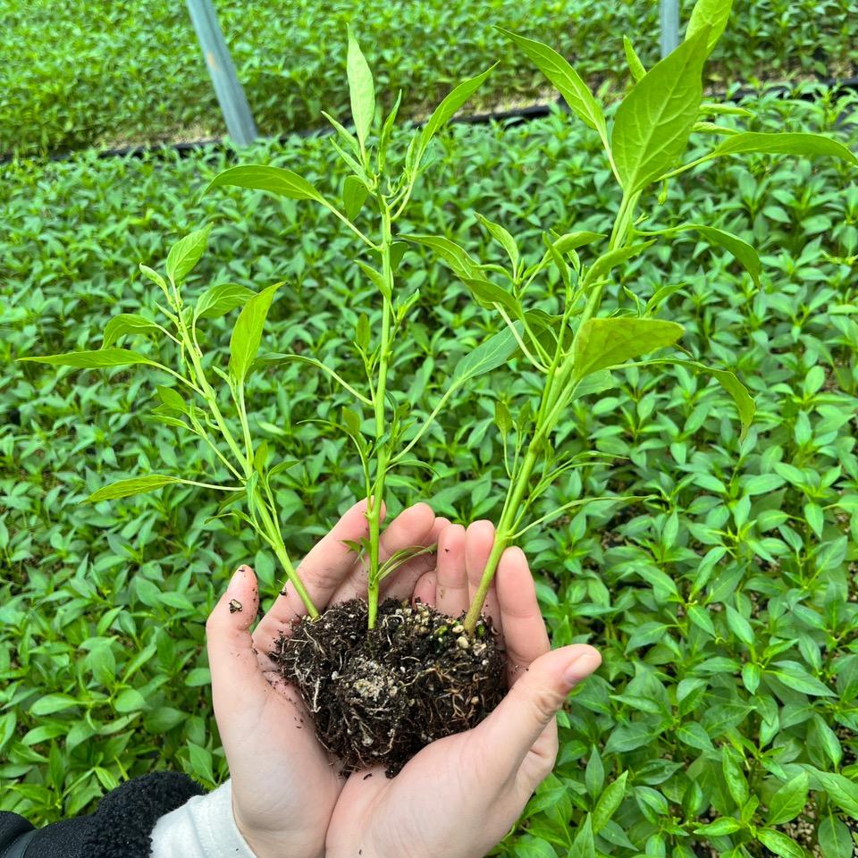 樟树港辣椒苗特产欲隆堂农业