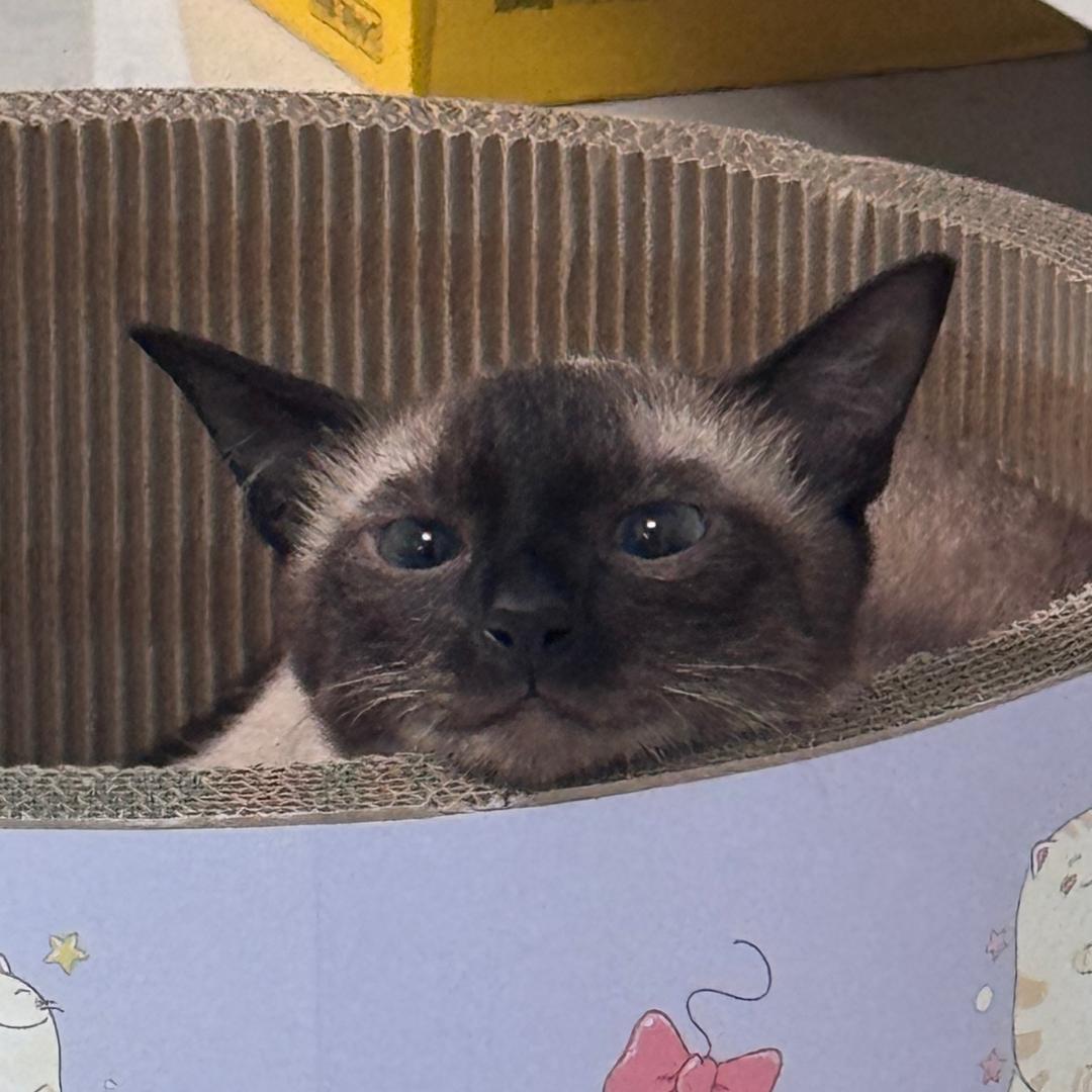 莓U烦恼.
