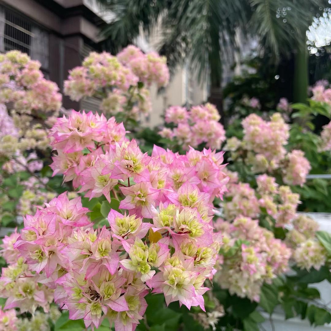 尽染绿植