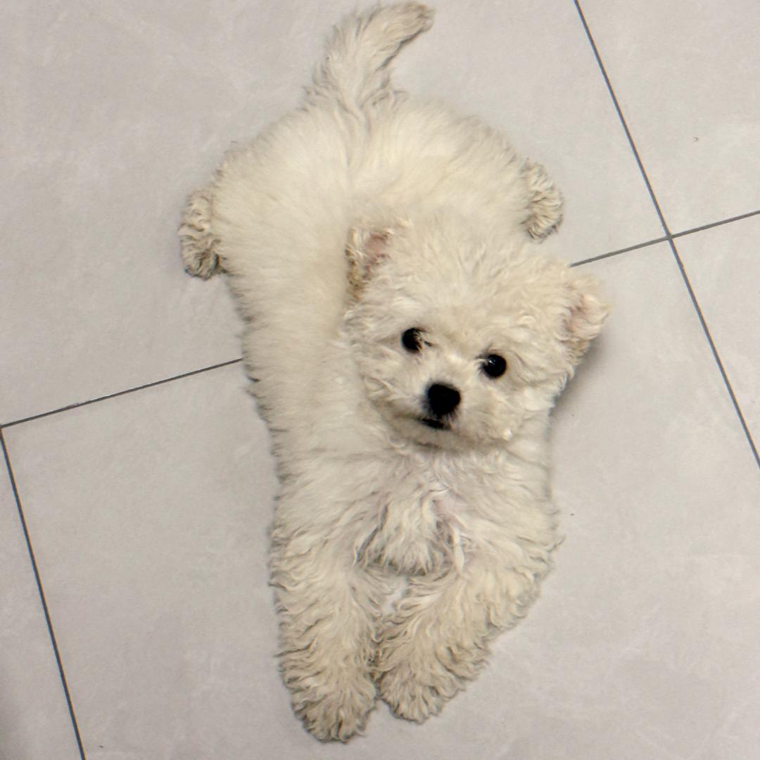 多米是个小男孩儿.