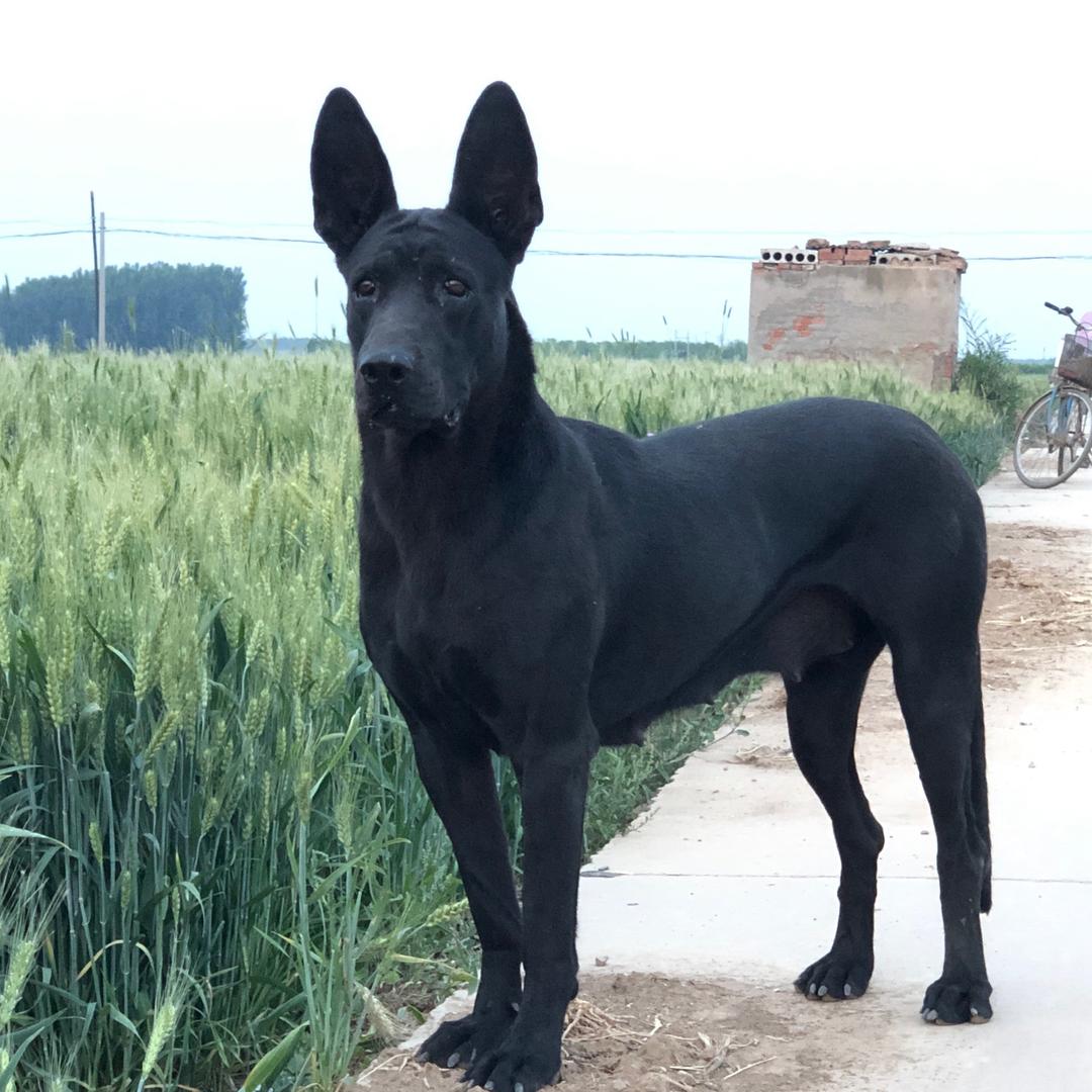 冀保定博野黑狼犬