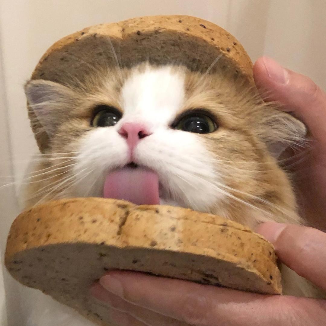 不吃饭不行