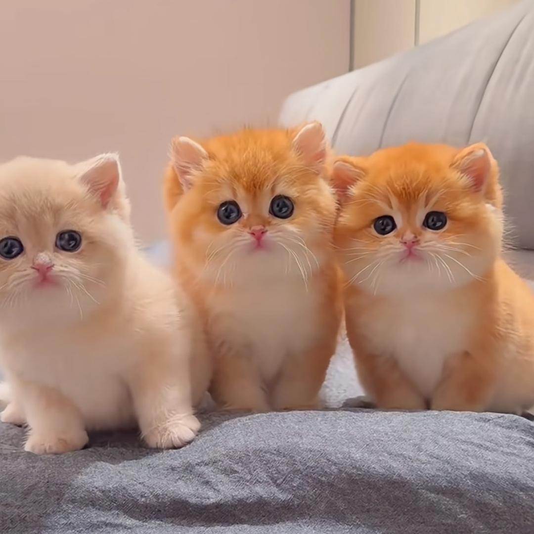 小猫解压