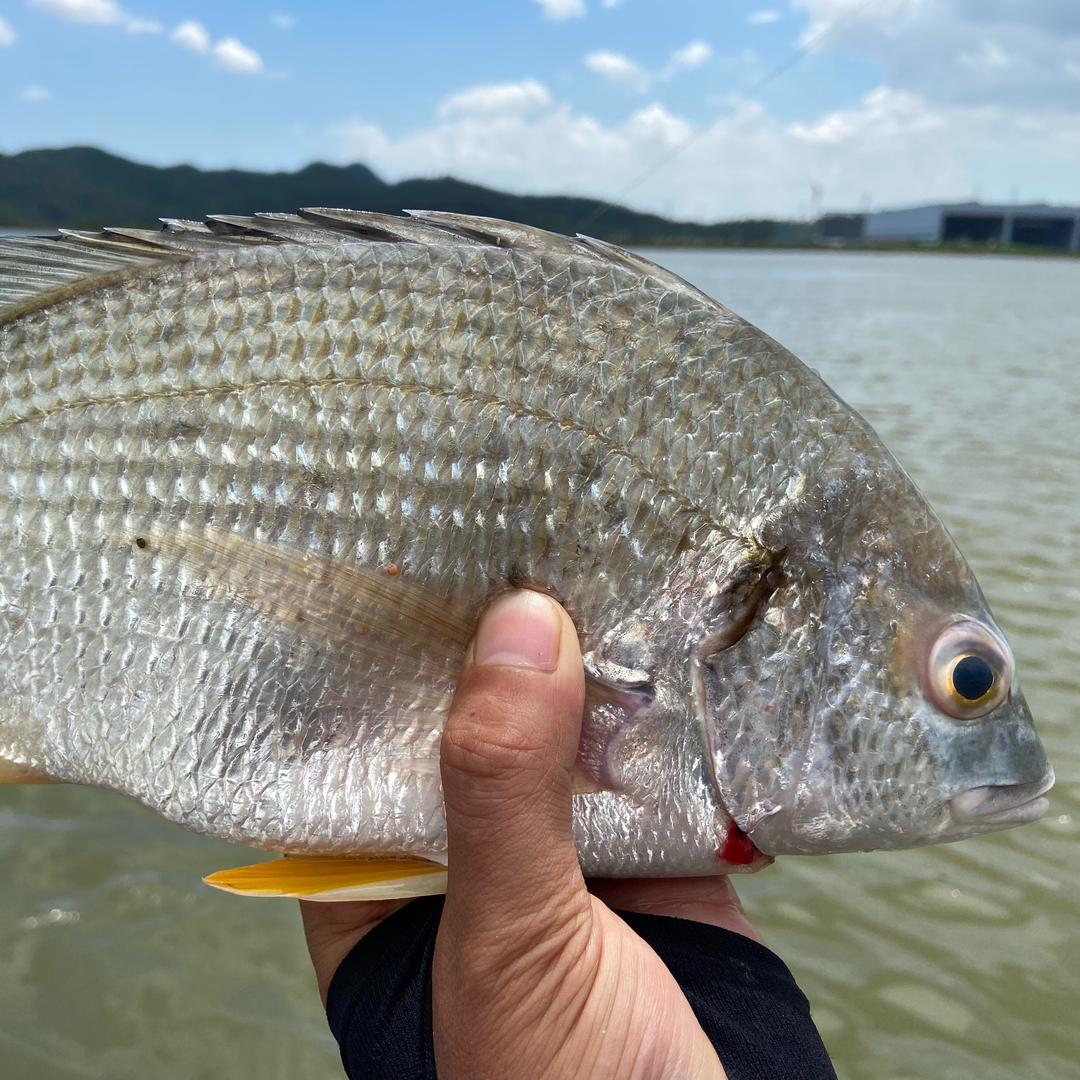 披萨曼钓鱼🎣