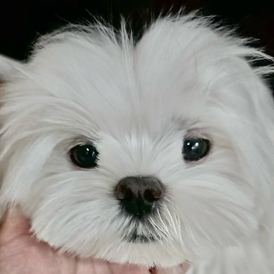 骨折眉毛的快乐小狗🐶头像