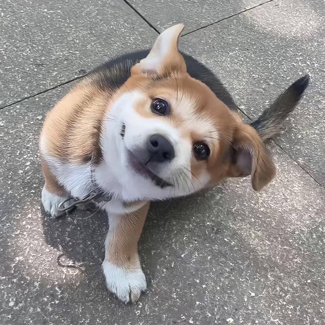 累鼠掉了