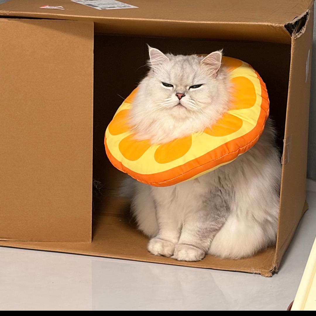 财财呼噜的打工日记