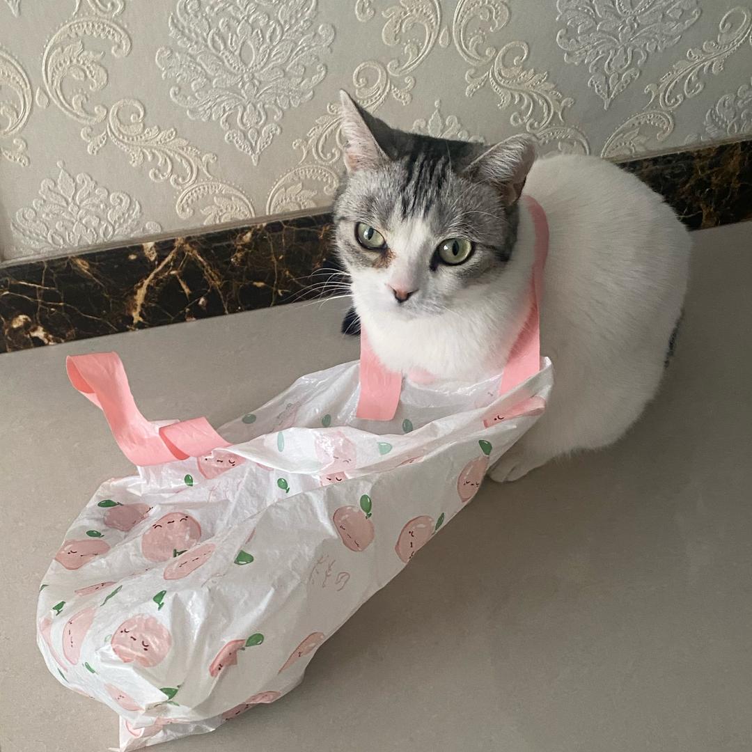 会说话的猫🐱小饼干