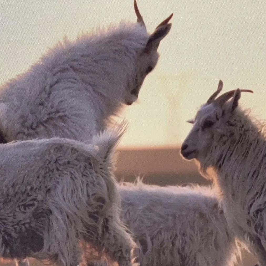 星禧羊绒（内蒙古源头工厂）