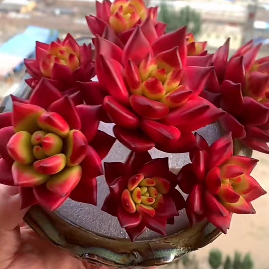 初恋绿植花卉店