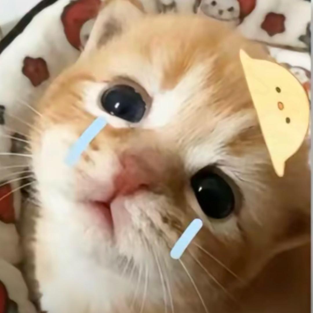 讨厌我的都是gay头像