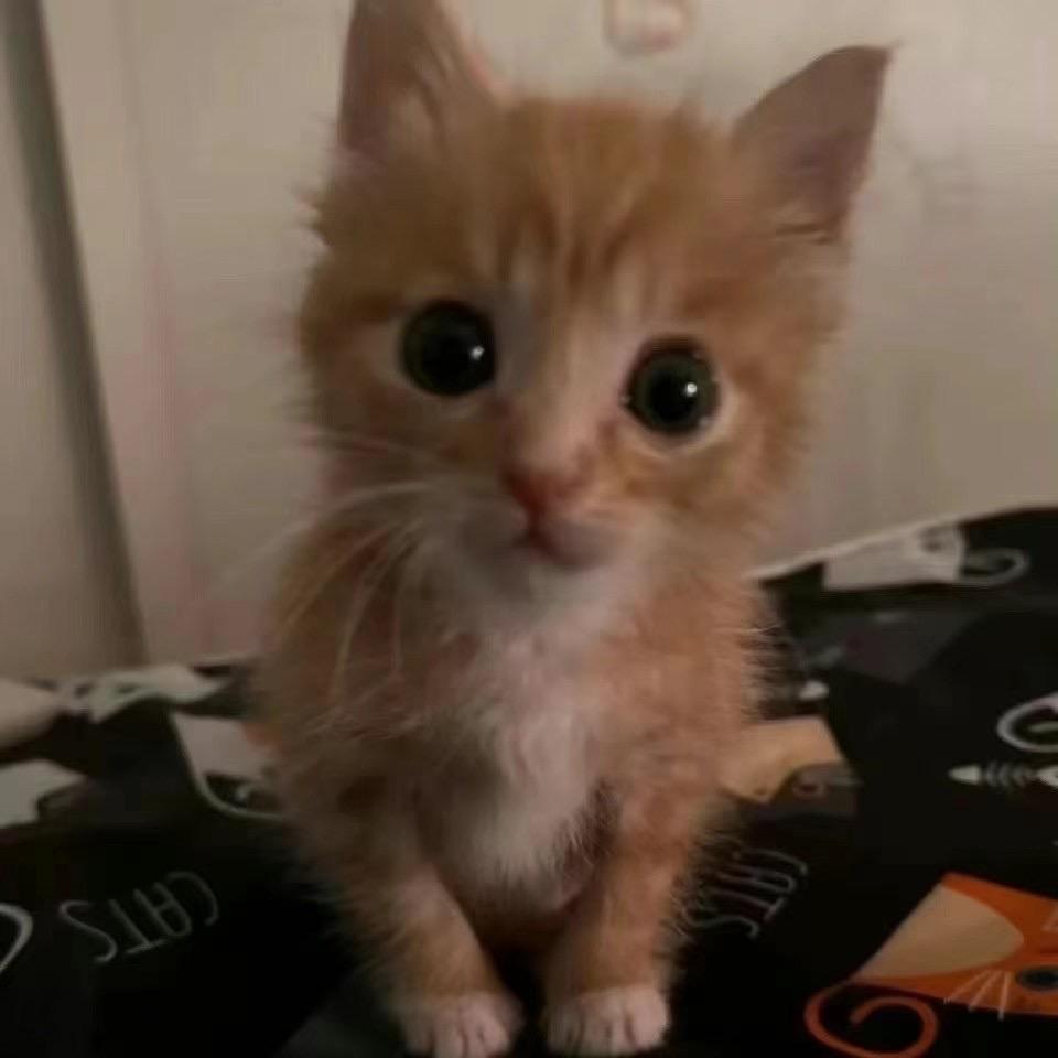 蕾