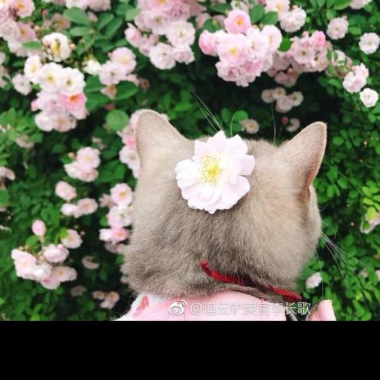 Sunny Hao