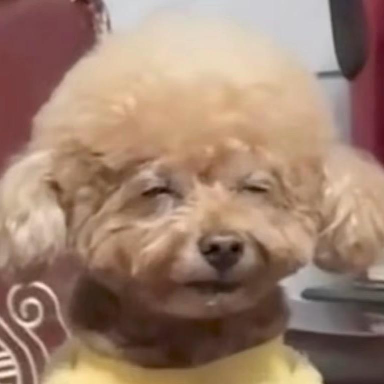 沈图南