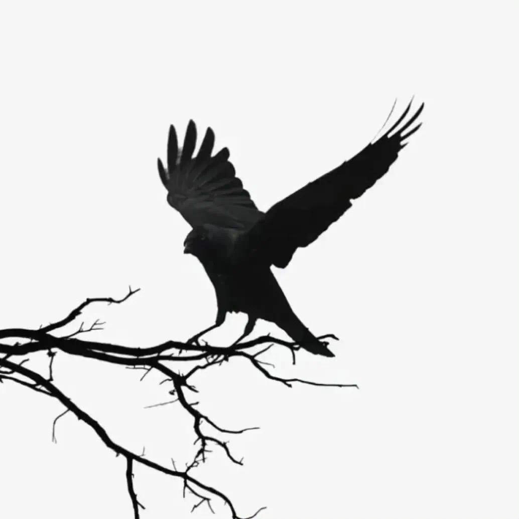 阳洋洋ovo