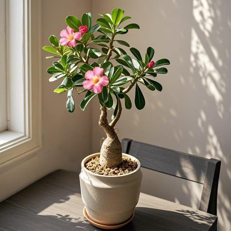 光合小站绿植小铺