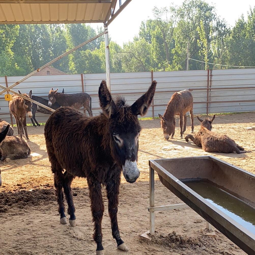 毛驴养殖基地