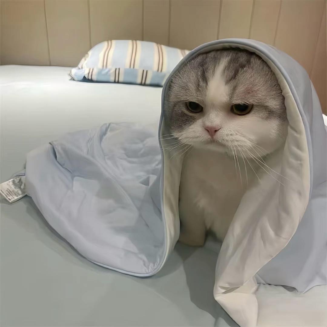 凌晨一点的猫🐱