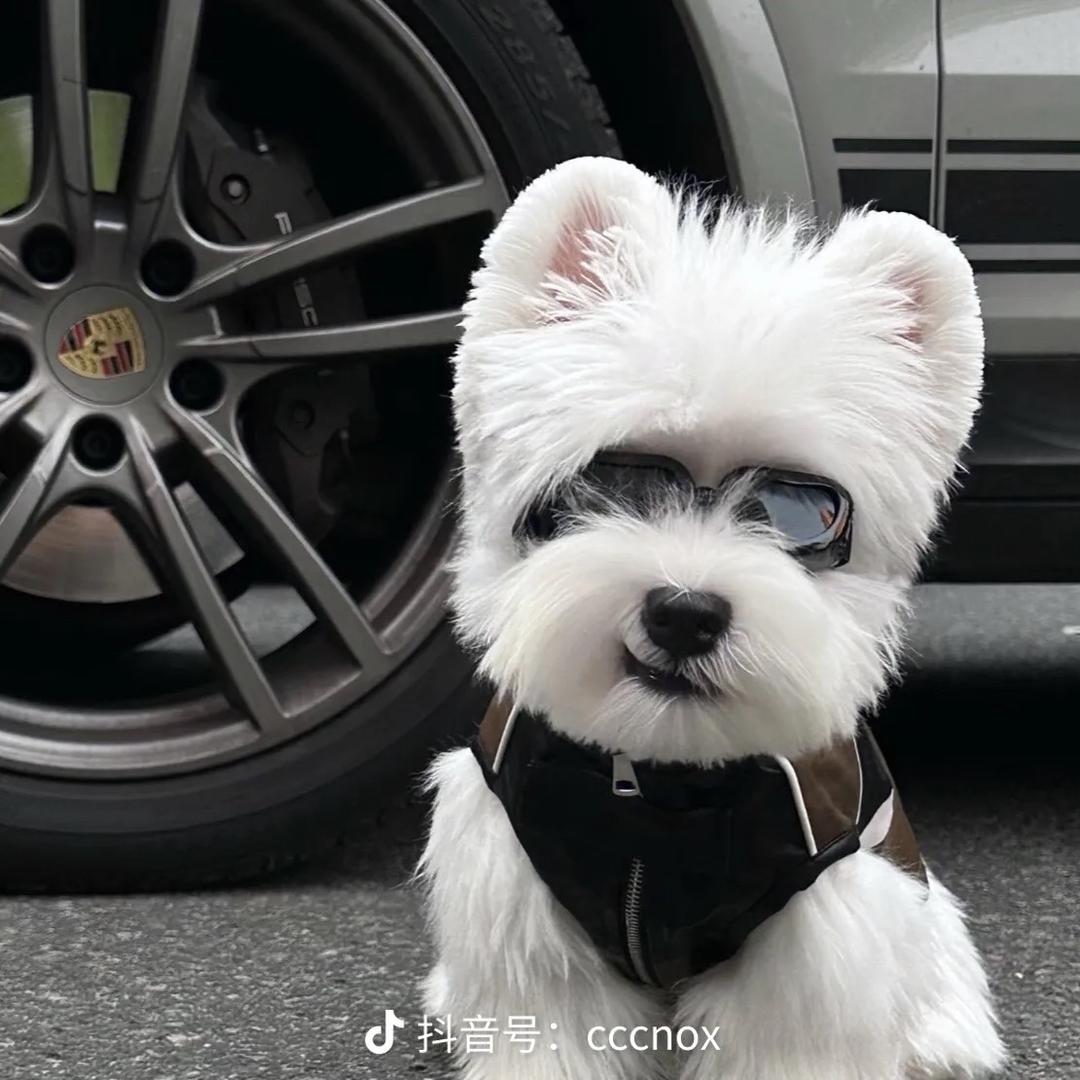 宠亿汇西高地梗犬（二）