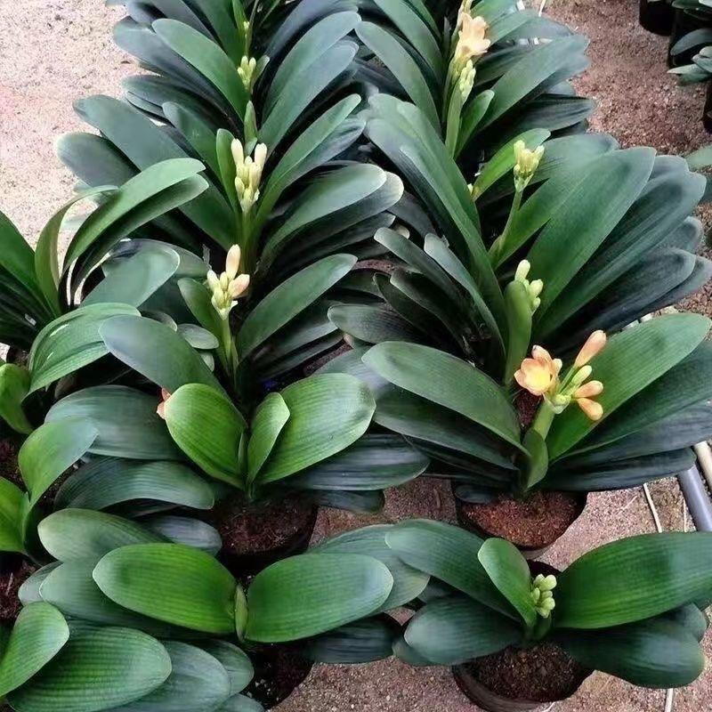 小余儿花卉绿植