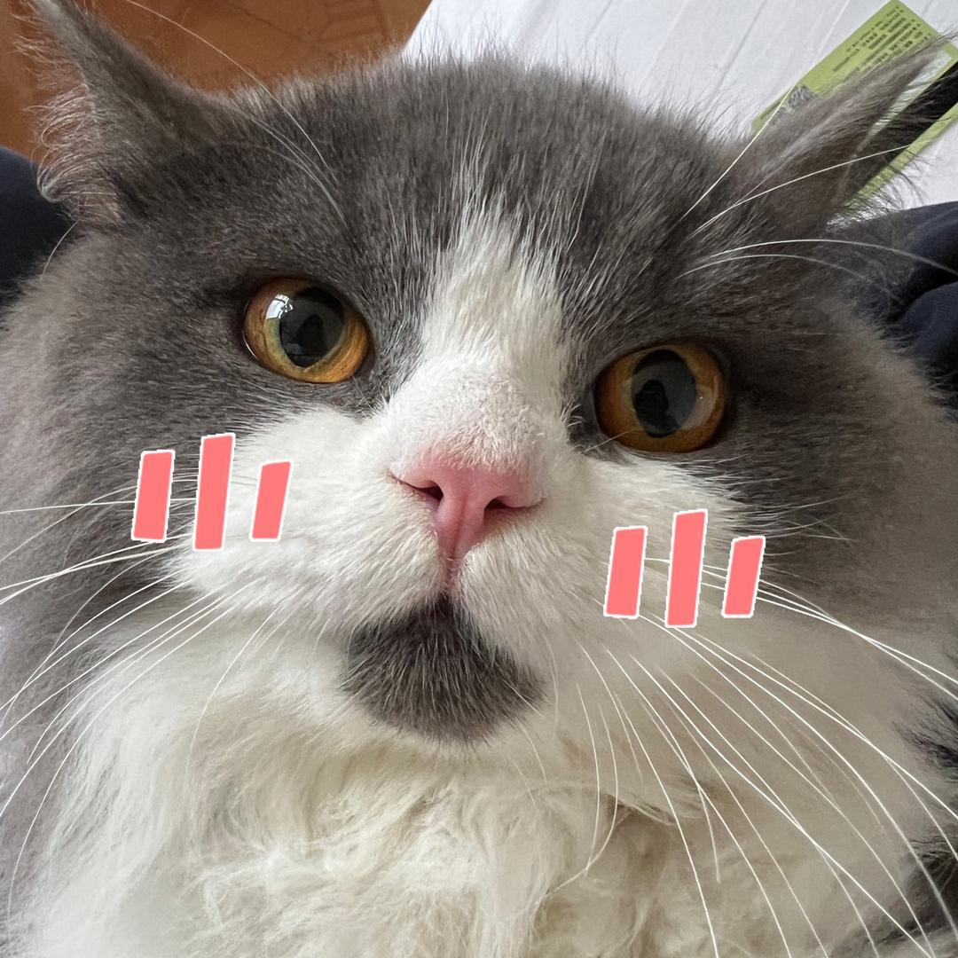 CatCat日记