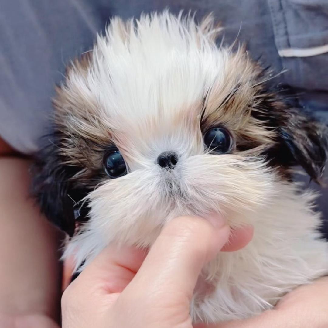 清馨西施马尔济斯犬舍