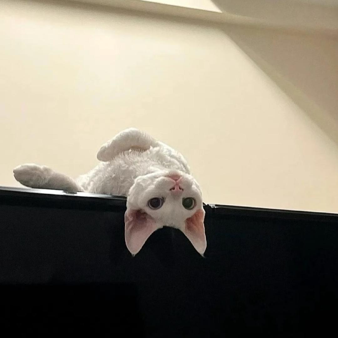 鄭Zz