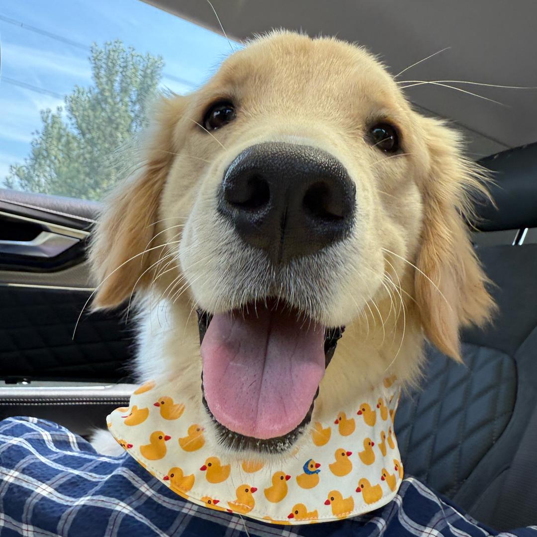 大金毛于臭臭🐾