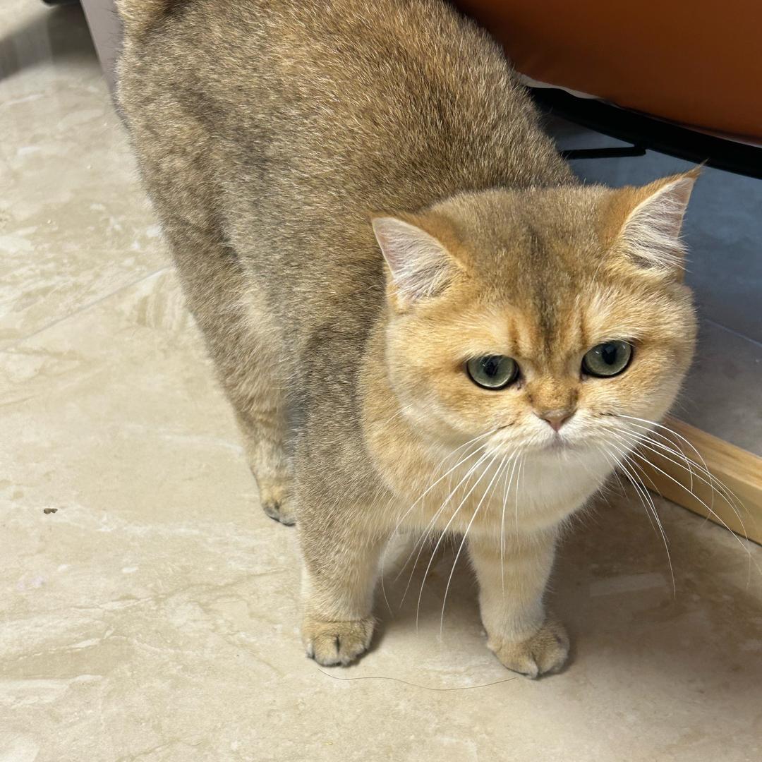 AAA电子厂打工小妹