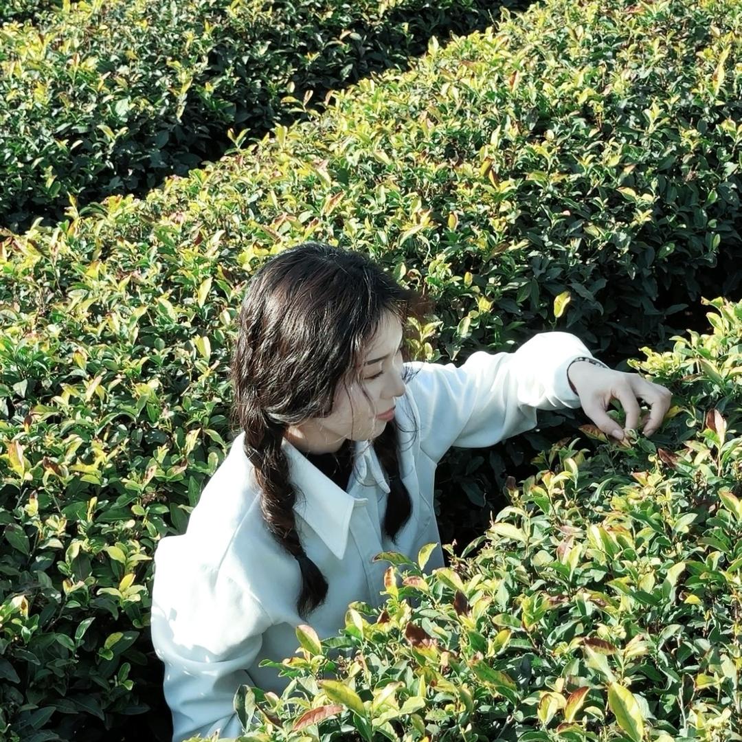 安欣茶园寻好茶