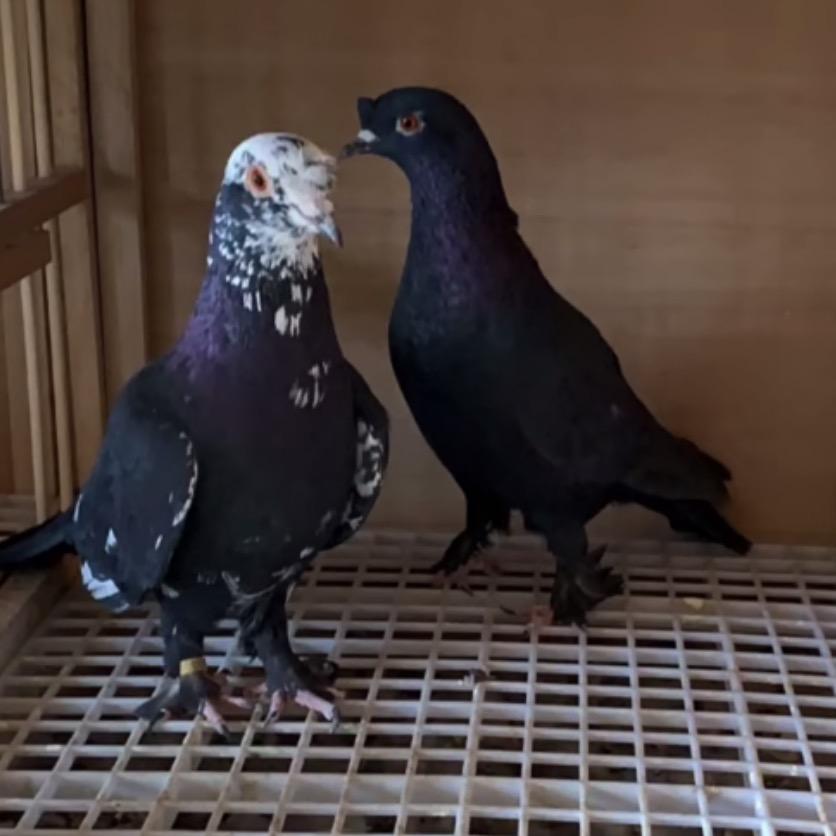 新疆吐鲁洪大黑小黑