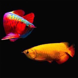 威海老孙淡水鱼～专供垂钓