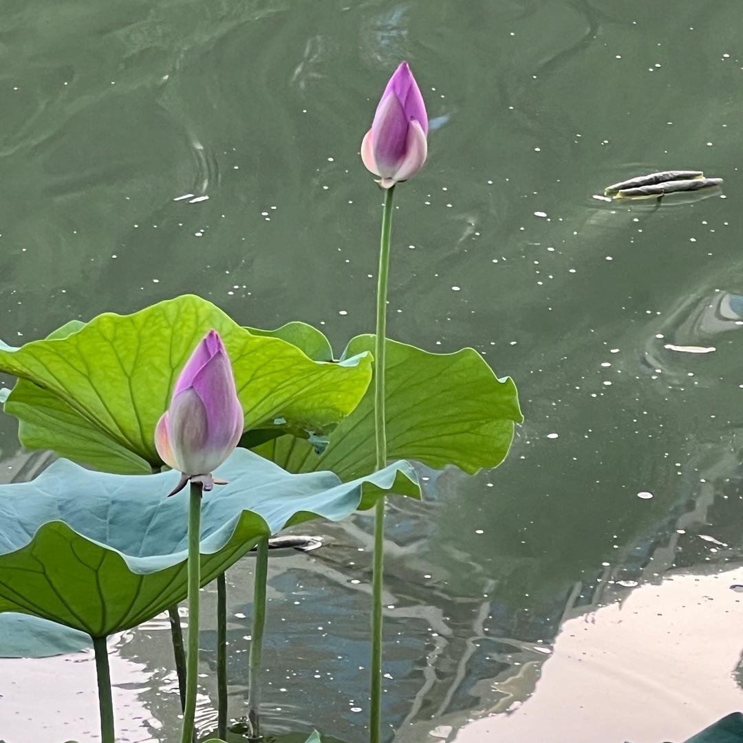 沃似恁蝶