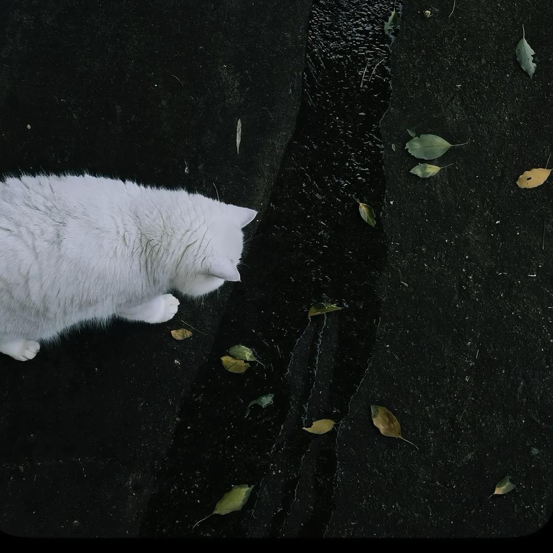 AA批发电饭锅林总