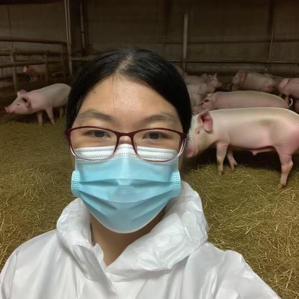 小红聊养猪