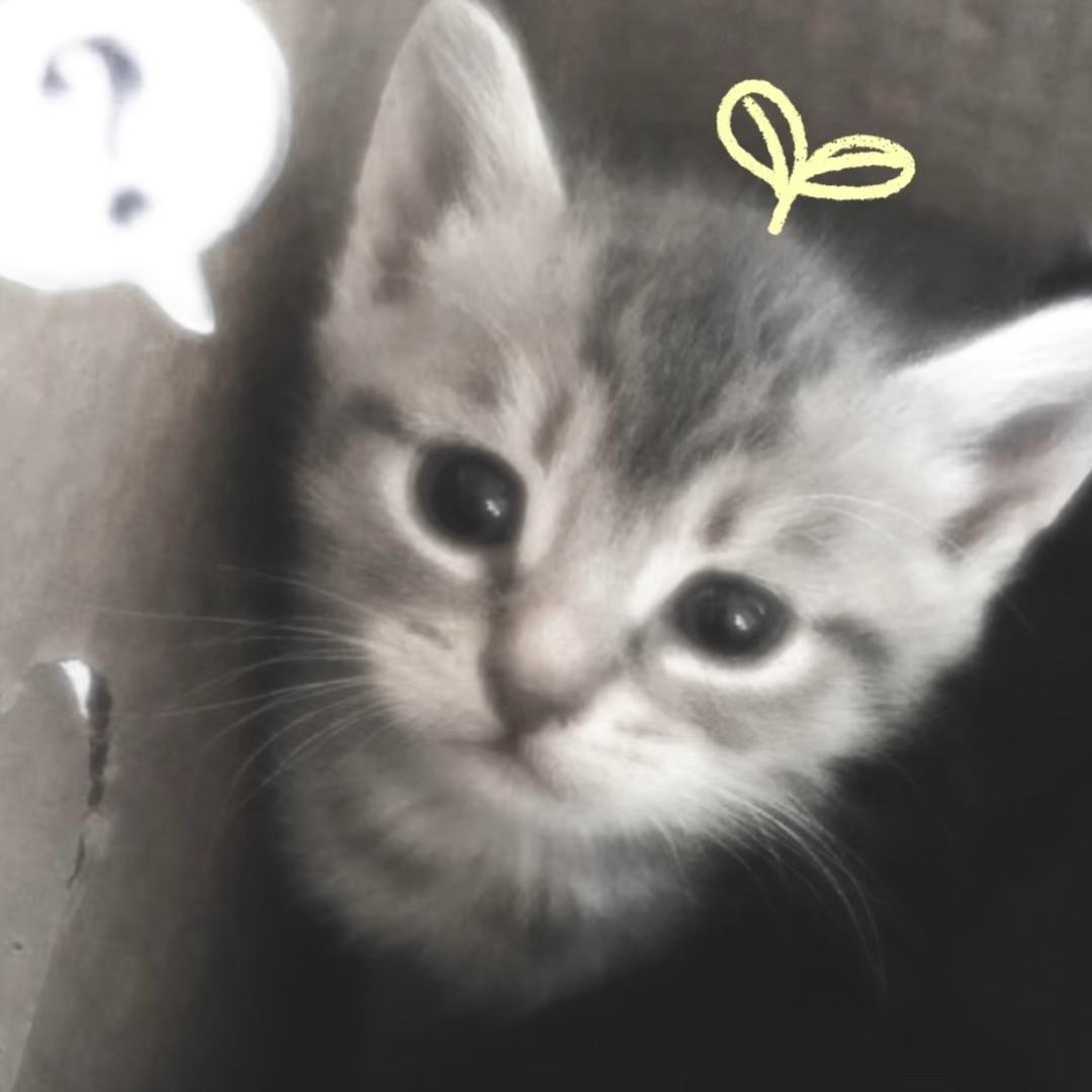 ₍^_   ̫ _^₎zᶻ