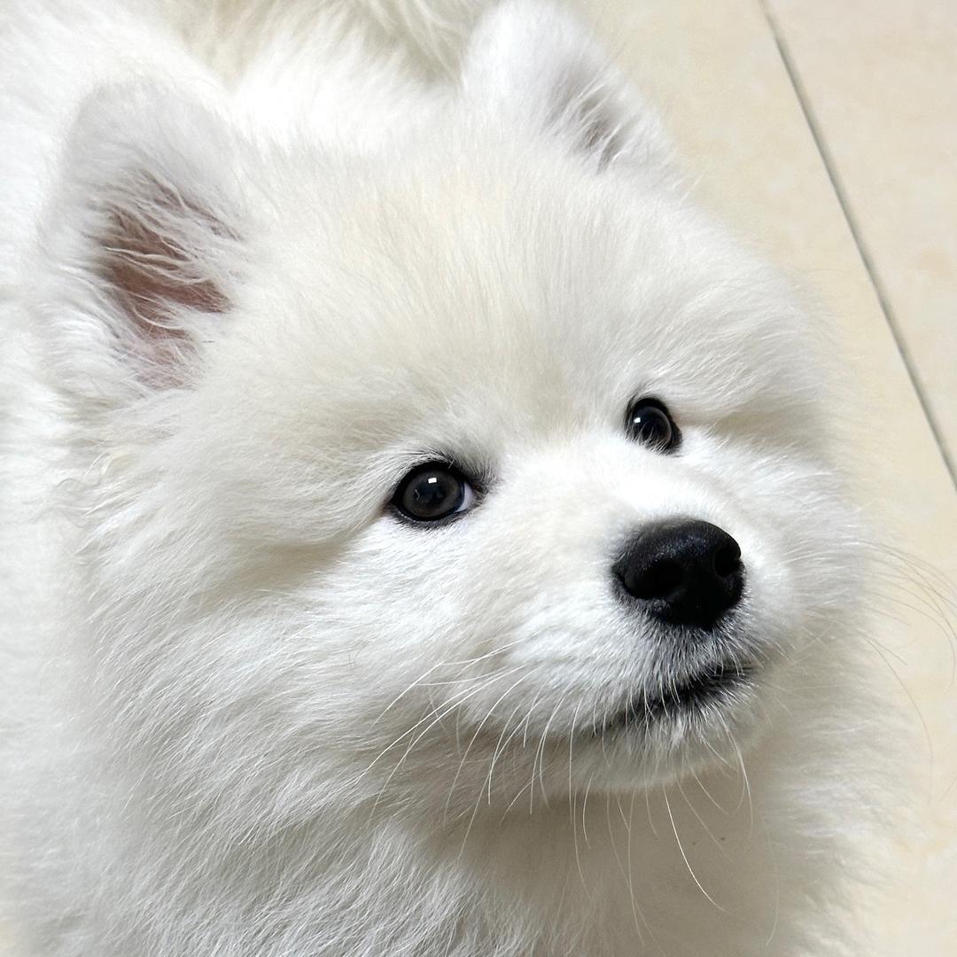 雪糕有点甜