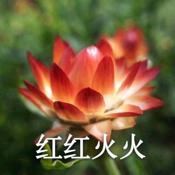 一样荒唐🌻
