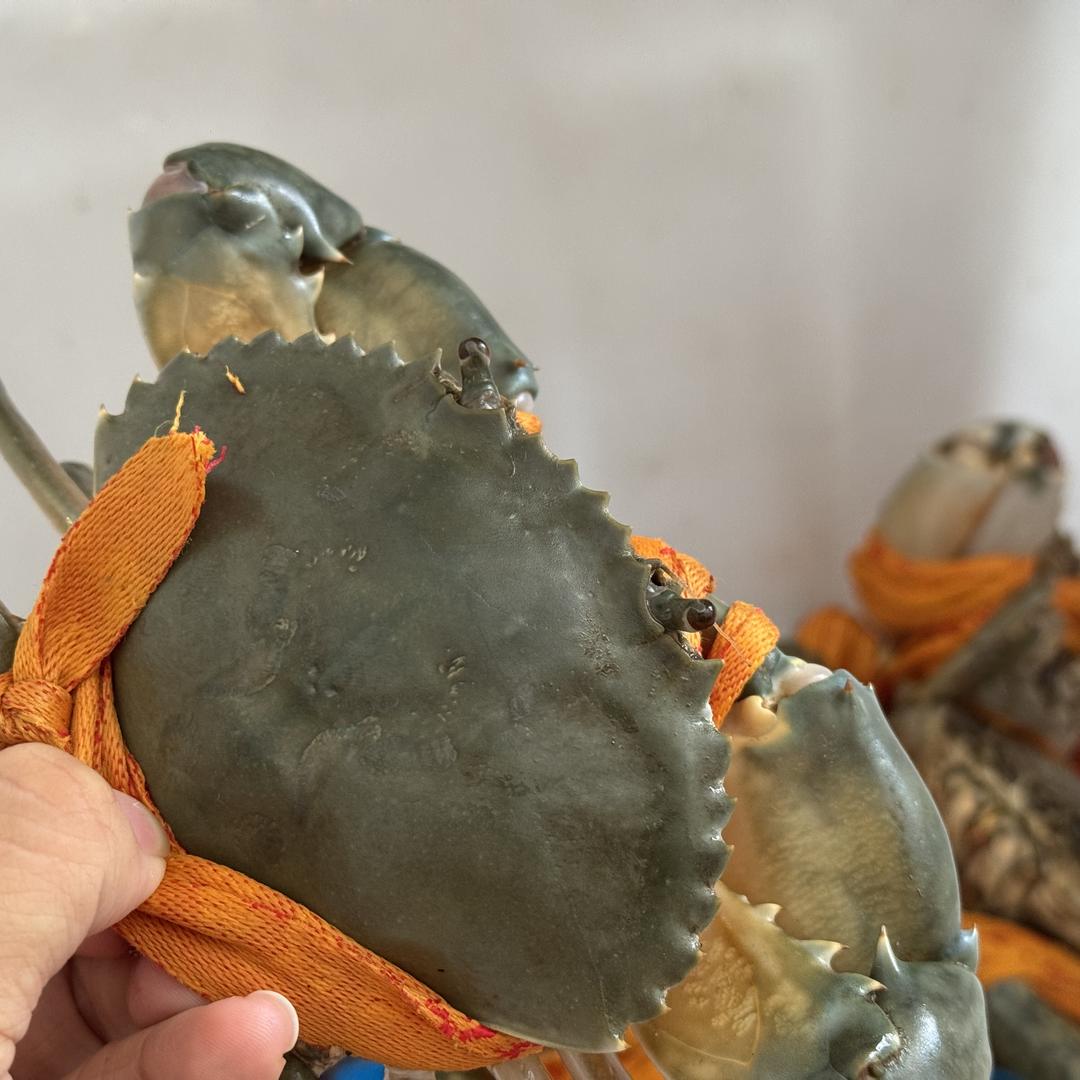 钳进三门青蟹