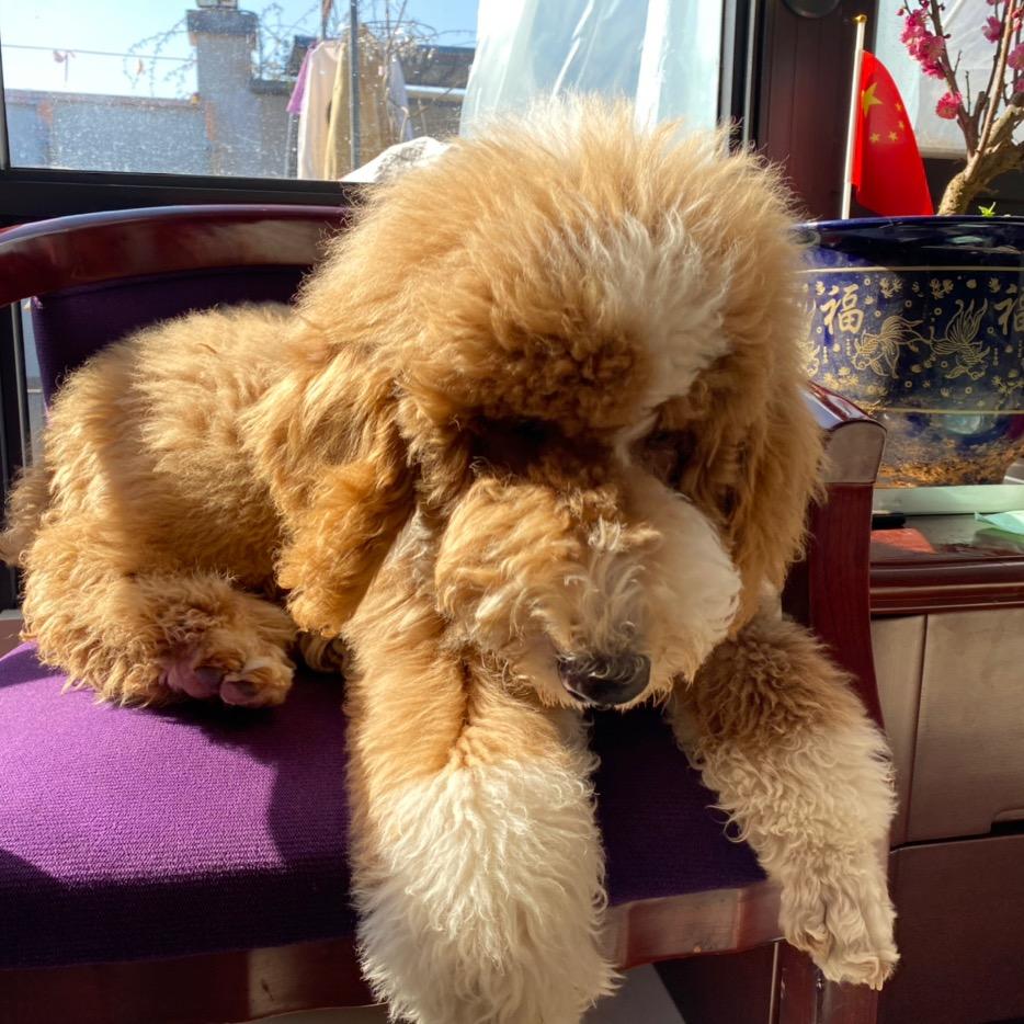 哈尼的幸福生活