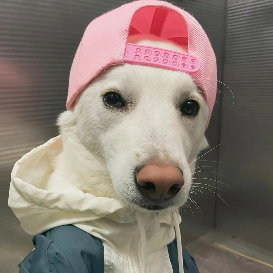 -.卡卡罗特